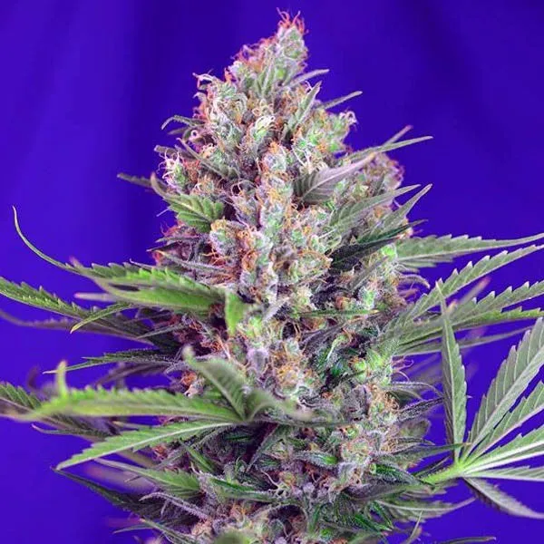 SALE!! Sweet Seeds - Cream Mandarine Fast